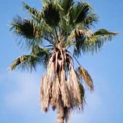 How do you trim a King Palm?