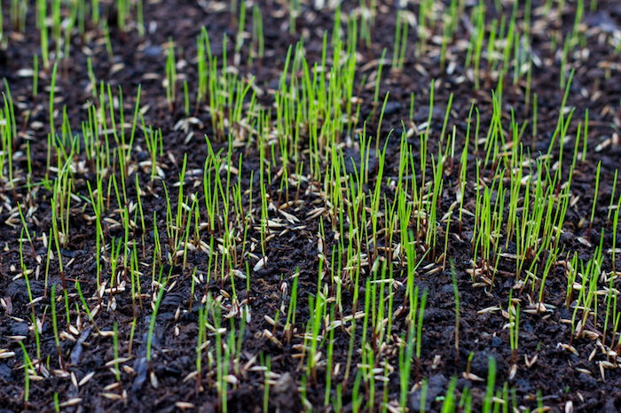 growing grass seed