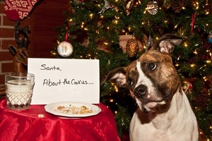 Holiday Food Dos and Don’ts for Pets