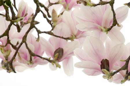 Pruning a Magnolia Tree | DoItYourself.com