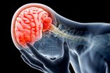 brain in head