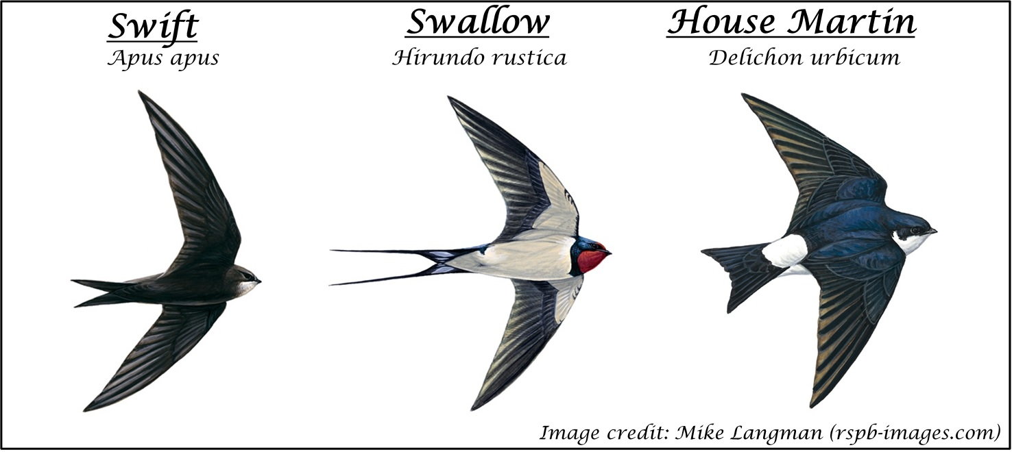 Swallow race
