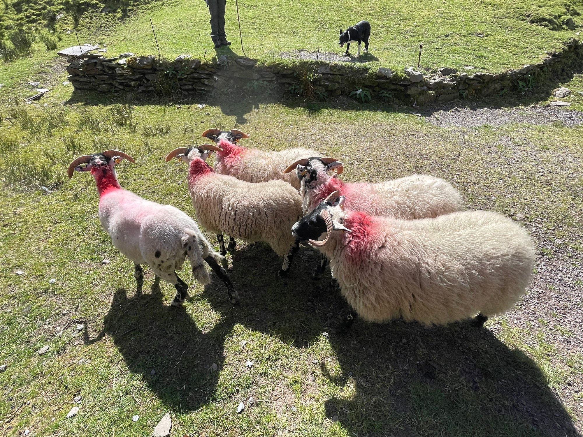 Sheepdog herding demonstration
