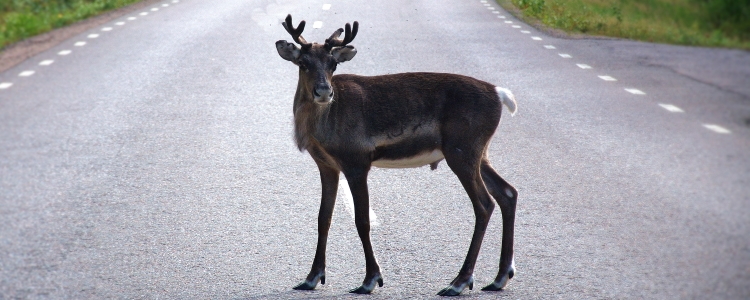 Deer-Vehicle Collisions Peak in November