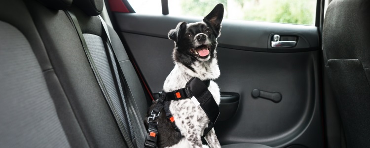 Where Should Your Dog Sit in the Car? - Banner