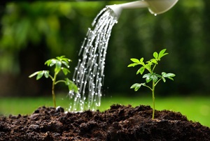 Water being poured onto soil with a couple young plants sprouting up.