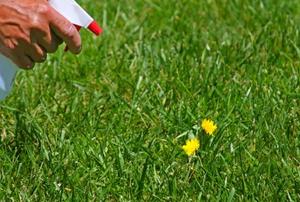 Spraying dandelions with homemade weedkiller.