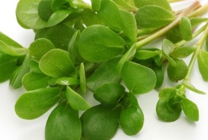 edible purslane herb weed