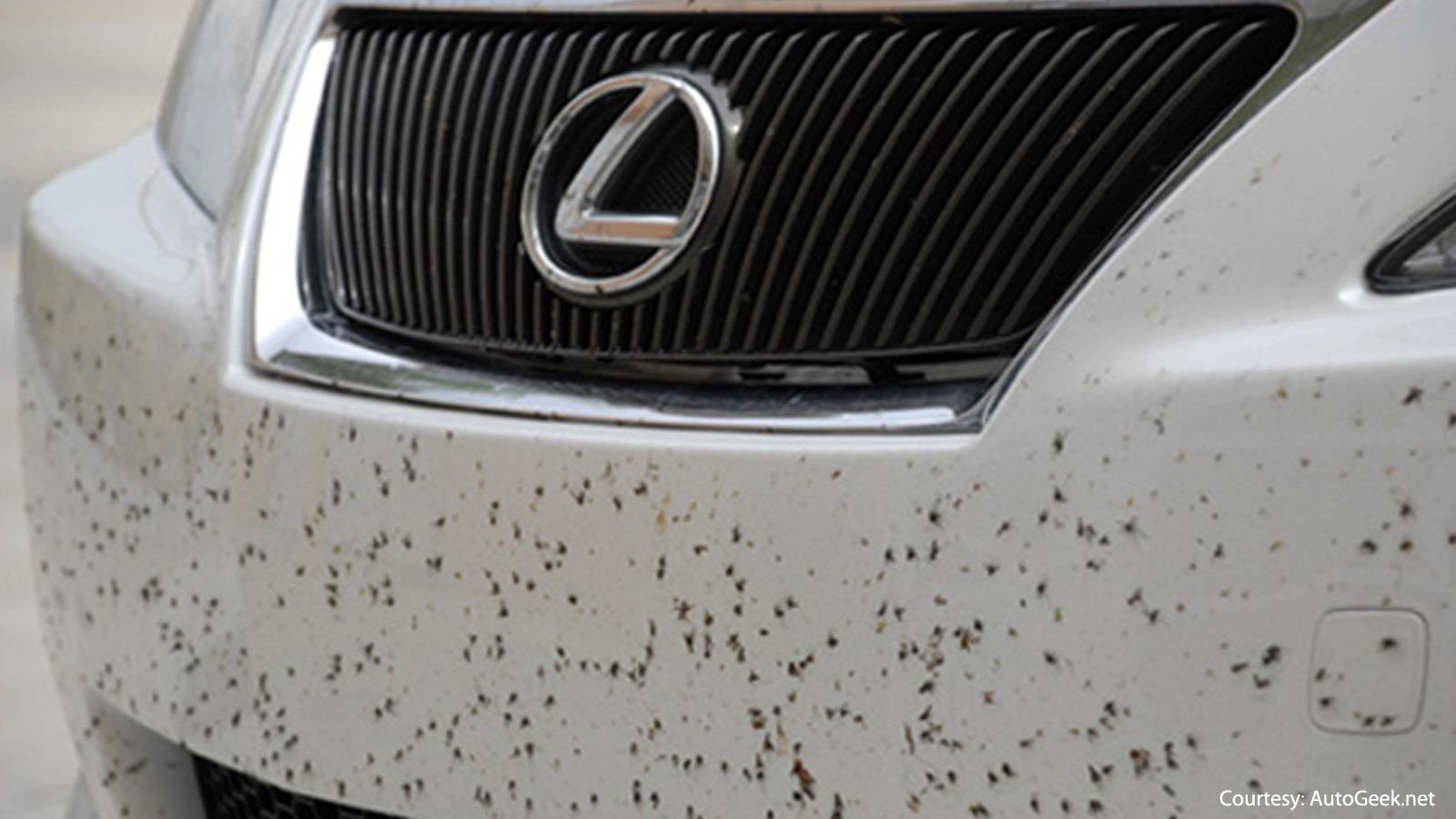 Ways to Care for Your Lexus' Paint Clublexus