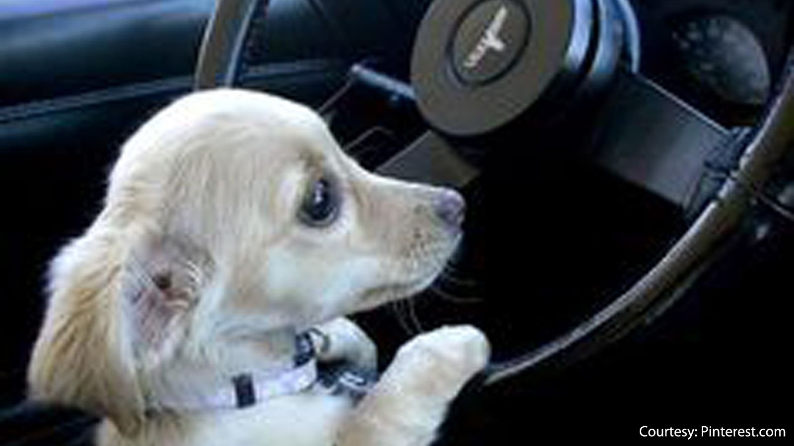 8 Best Dogs Posing with Corvettes Corvetteforum