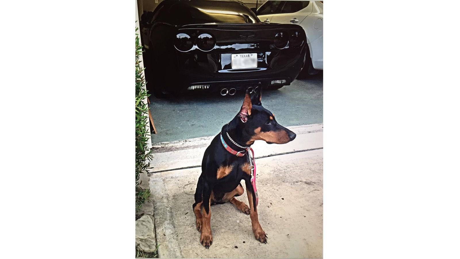 8 Best Dogs Posing with Corvettes Corvetteforum