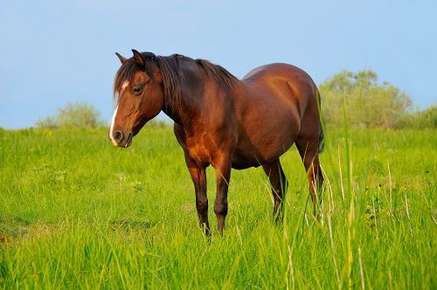 image of a horse.