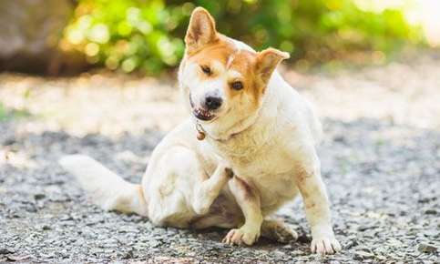 image of a dog scratching his chest with hindleg