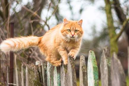 image of cat balancing on a fence. 