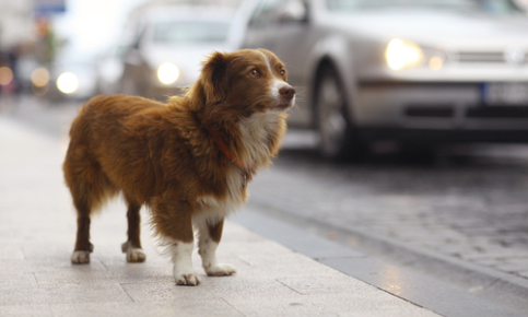 A dog lost on the street
