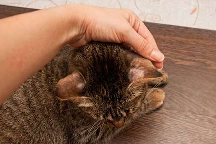 image of a cat with hair loss on its ear. 