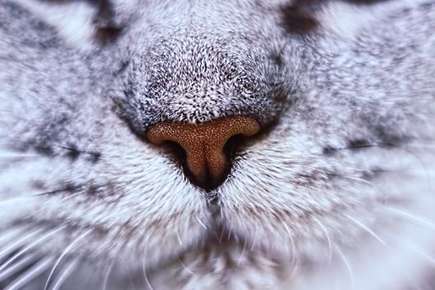 image of a cat nose.