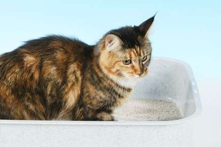 image of cat using the litter box. 