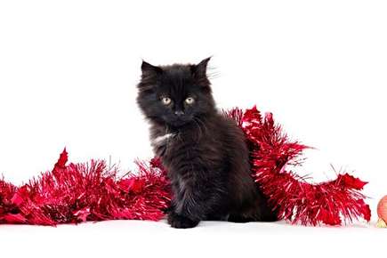 image of a cat with holiday decorations.