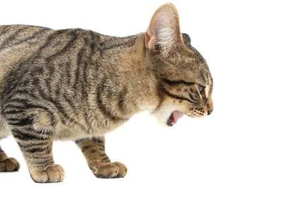 image of cat coughing up hairball.