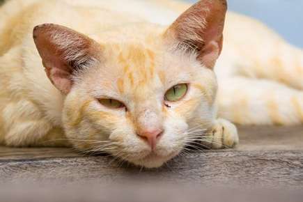 image of a sick cat. 
