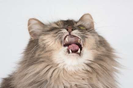 image of a cat sneezing.