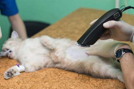 image of a cat. 