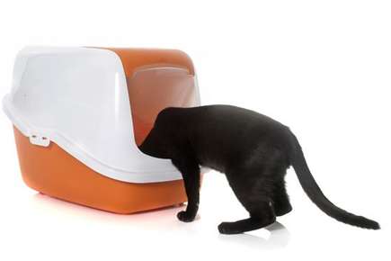 image of a cat and litter box.