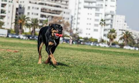 Dog running on grass.