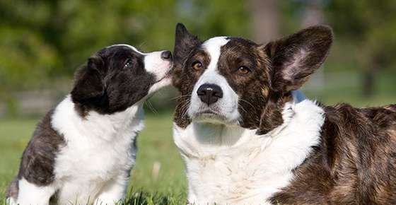 Image of puppy and mother dog.