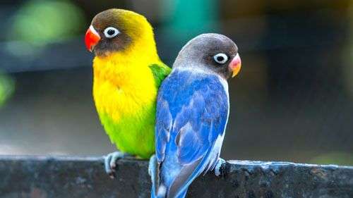 Image of two parrots