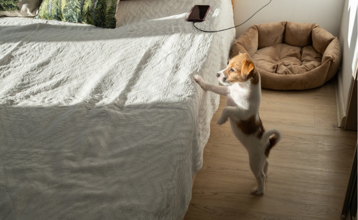 Dog considers jumping on bed.