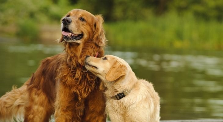 older dog with puppy
