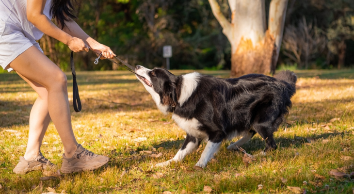 Dog pulls on leash.
