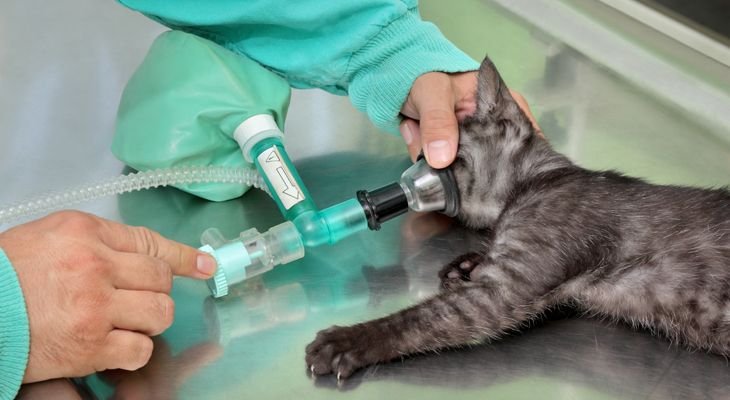 cat getting anesthesia
