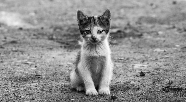 Lost cat looks sad for camera.