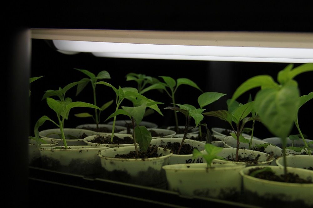 leggy seedlings under grow lights