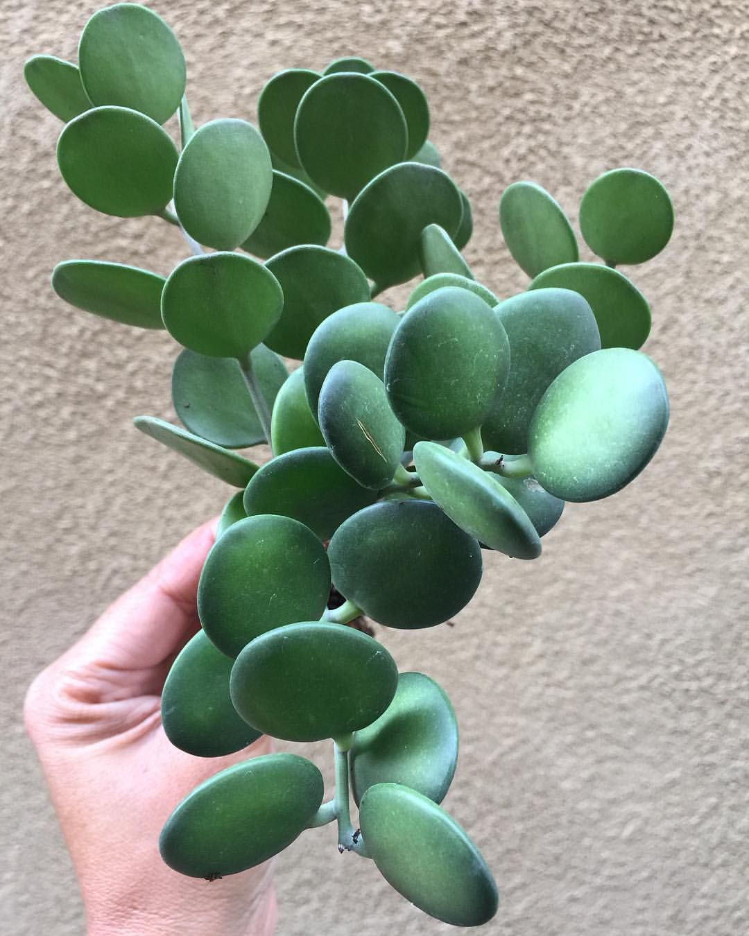 string of nickles succulent