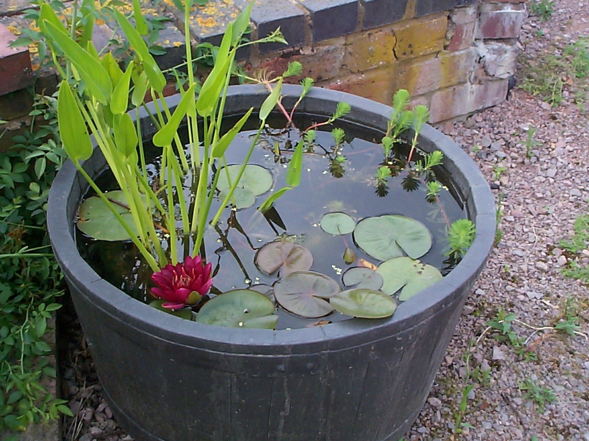 Water Shortage? Make a Mini Pond - Dave's Garden