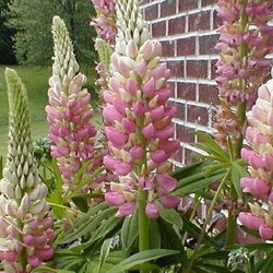 The Salty Lupine