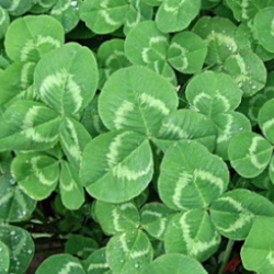 White clover is most commonly used as an example of the shamrock