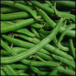 Old Homestead Bean (Kentucky Wonder Pole Bean)