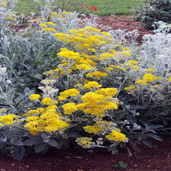 gray and yellow garden plants