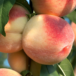 Ripe peaches on a tree