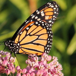 Monarch butterfly on swamp milkweed