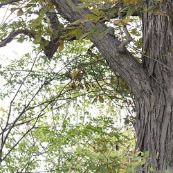 shagbark hickory tree