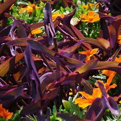 purple heart with orange flowers