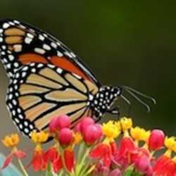  Monarch Butterfly Garden Kit -28 Species of Perennial Milkweed  and Wildflower Seeds - If You Grow it Monarchs Will Come - Kids STEM  Project - Create a Beautiful Garden Full