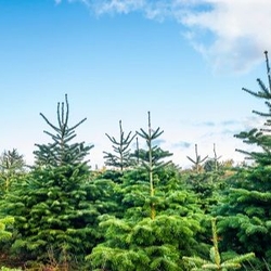 Christmas tree farm