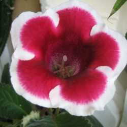 Gloxinia Is No Longer Called Gloxinia - Dave's Garden